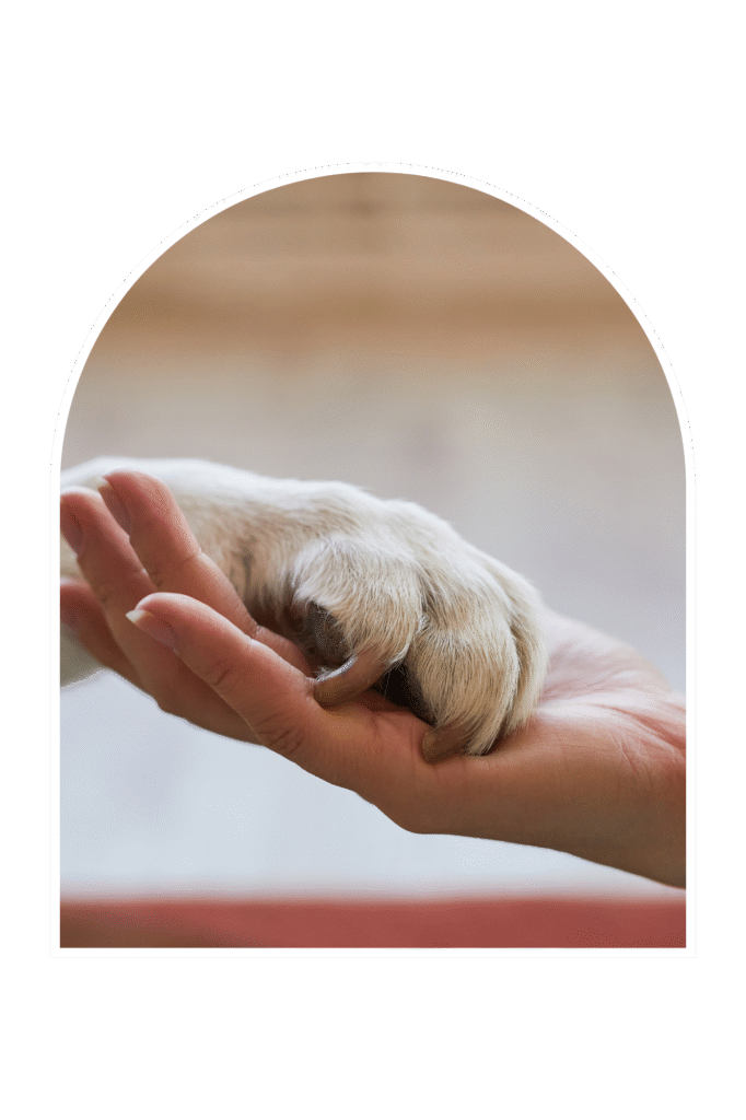 Accueil Communication animale pour renforcer le lien de confiance avec son compagnon.