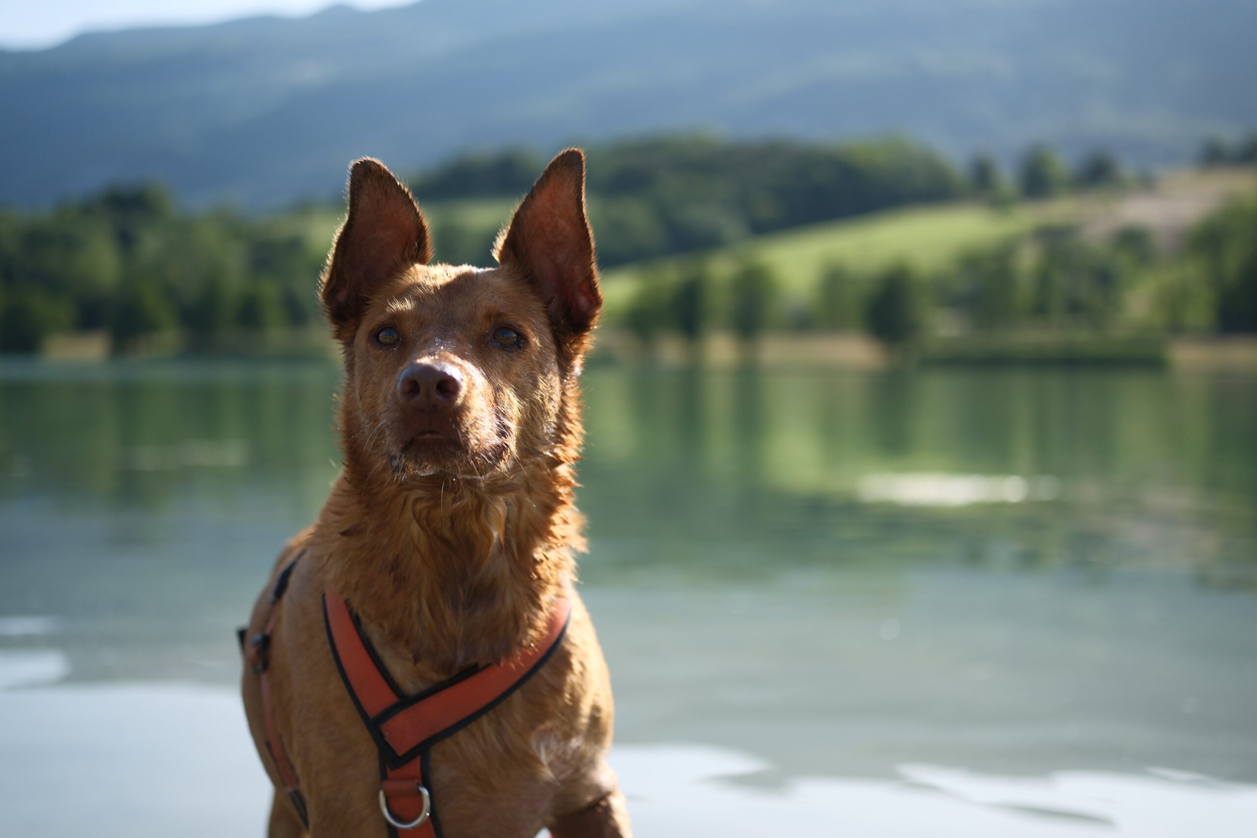 Séance de communication animale et magnétisme pour chiens – Mylèna Bouchardy, accompagnements en Savoie, Haute-Savoie et Ain