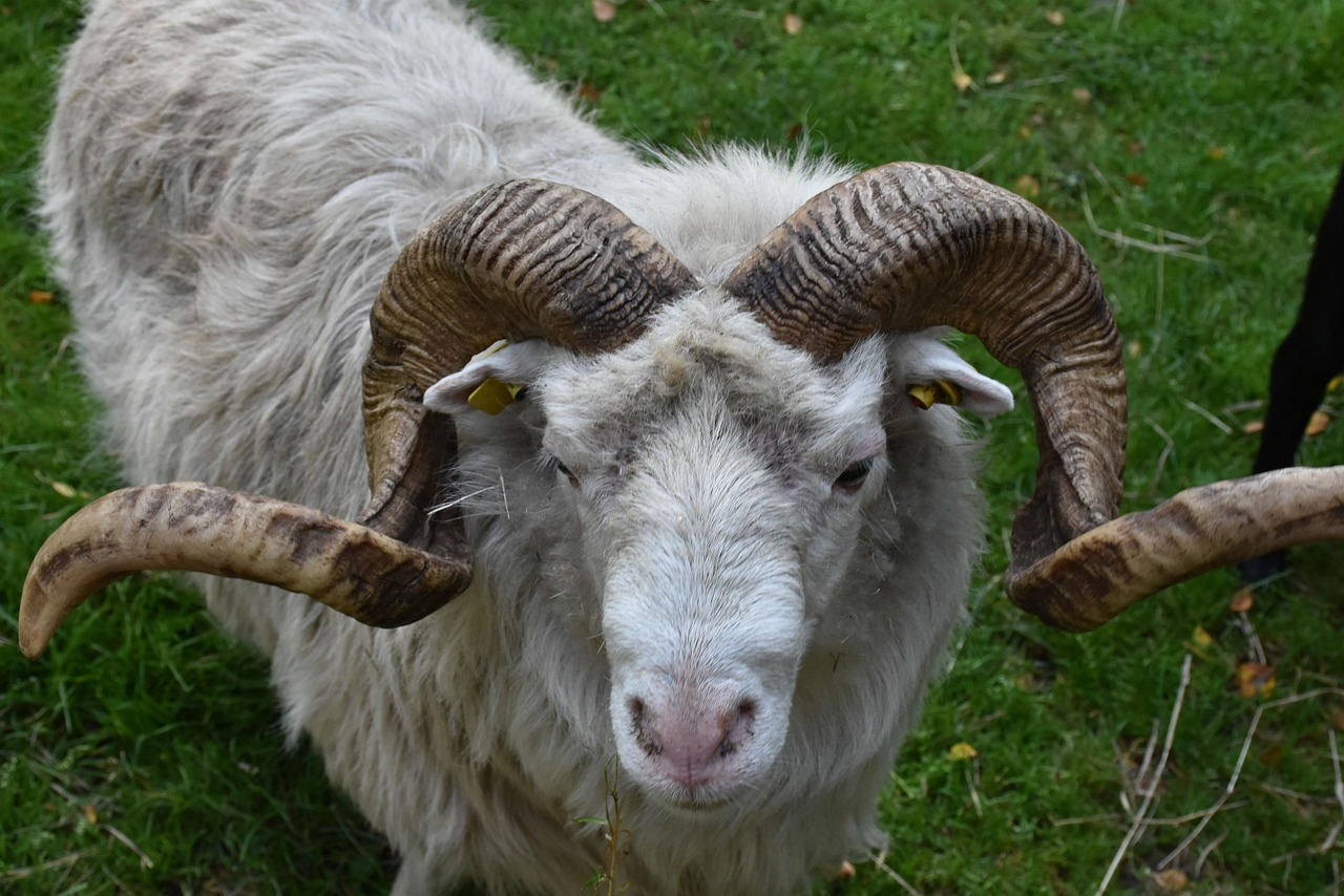 Communication animale et magnétisme pour moutons et béliers – Mylèna Bouchardy en Savoie, Haute-Savoie et Ain