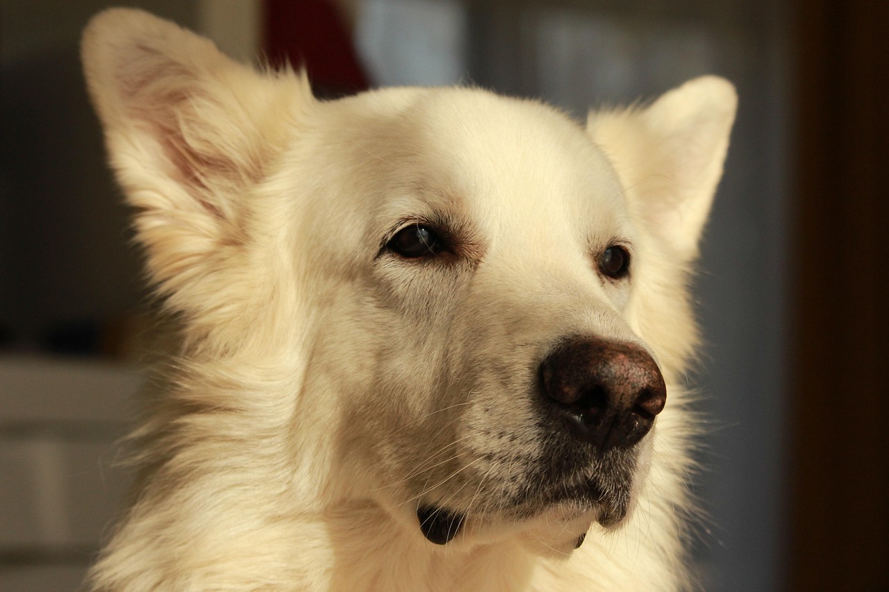 Magnétisme et communication animale pour chiens – Mylèna Bouchardy accompagne vos animaux en Savoie, Haute-Savoie et Ain