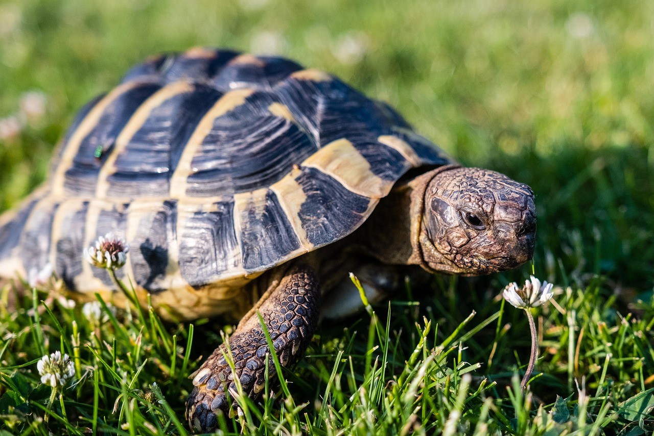 Communication animale et magnétisme pour tortues – séances intuitives avec Mylèna Bouchardy en Savoie, Haute-Savoie et Ain