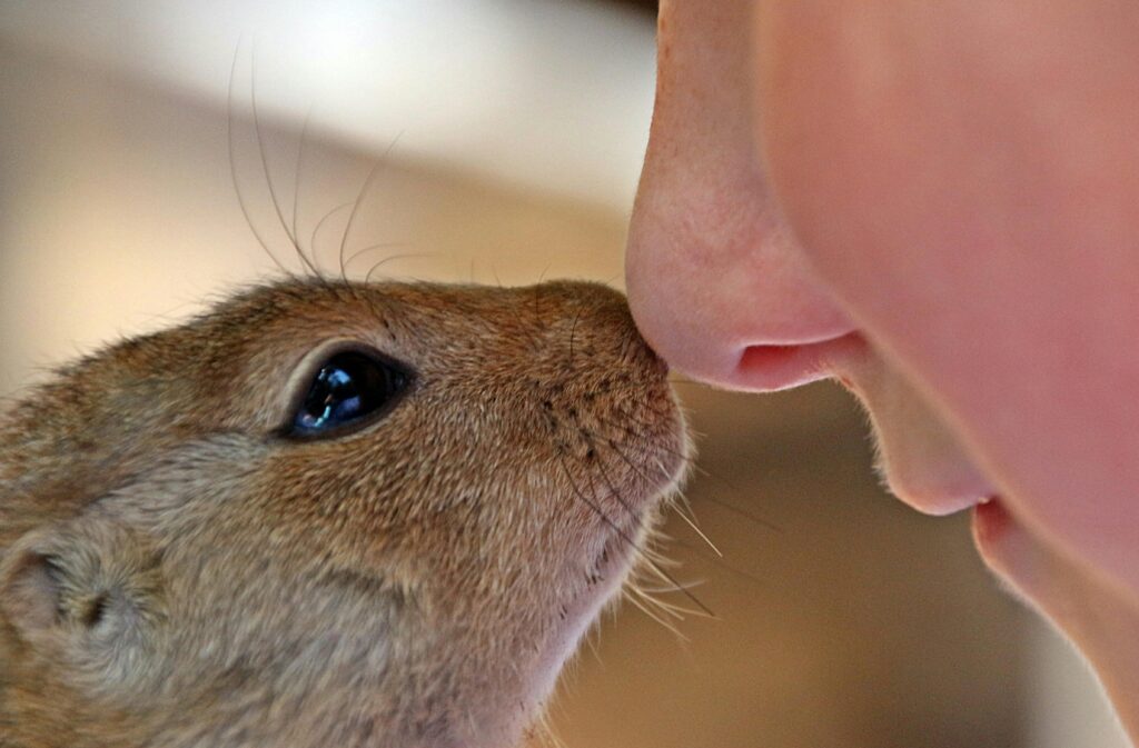 A heartwarming close-up of a young squirrel and a human nose sharing a gentle moment.