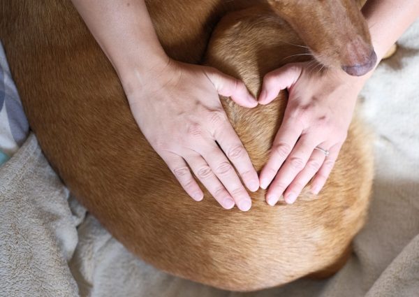Magnétisme animal en Savoie Haute-Savoie et Ain – séance énergétique pour apaiser les tensions et rééquilibrer l’énergie des animaux.