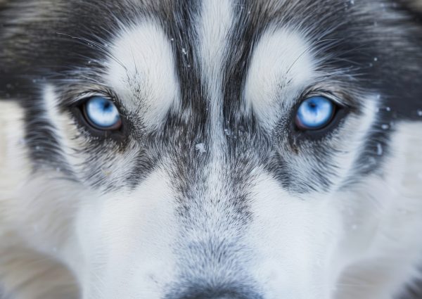 Communication animale pour chiens husky – séances intuitives et soins énergétiques avec Mylèna Bouchardy en Savoie, Haute-Savoie et Ain